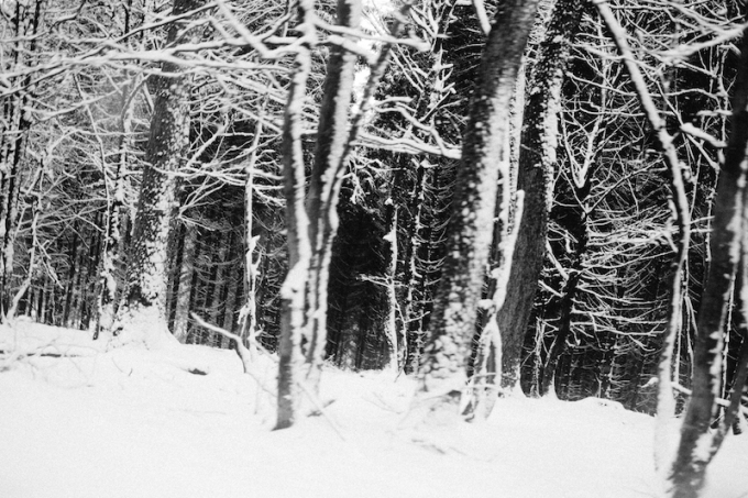westerwald-snow-on-trees